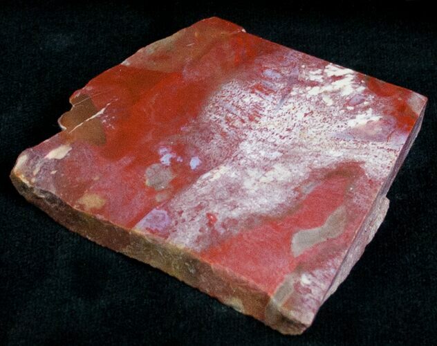 Red Araucaria Petrified Wood Slab #6837